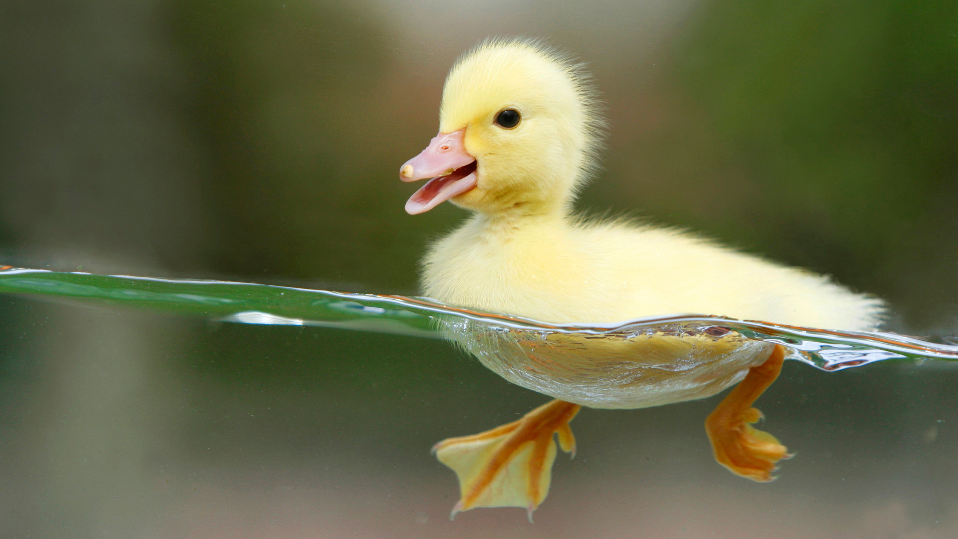 duckling-pictures-1